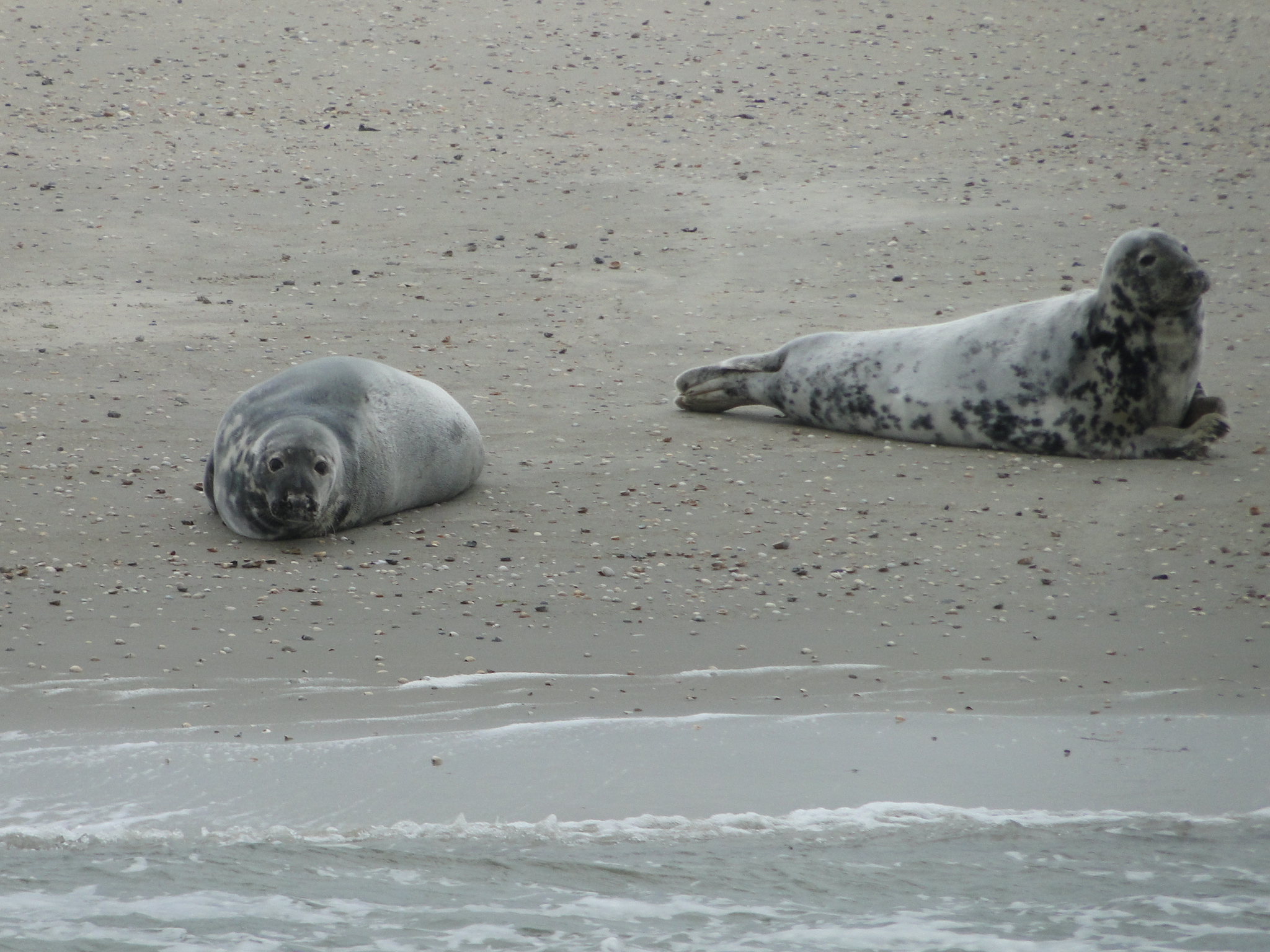 HWK Texel 226.jpg